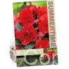 Begonia Double Red