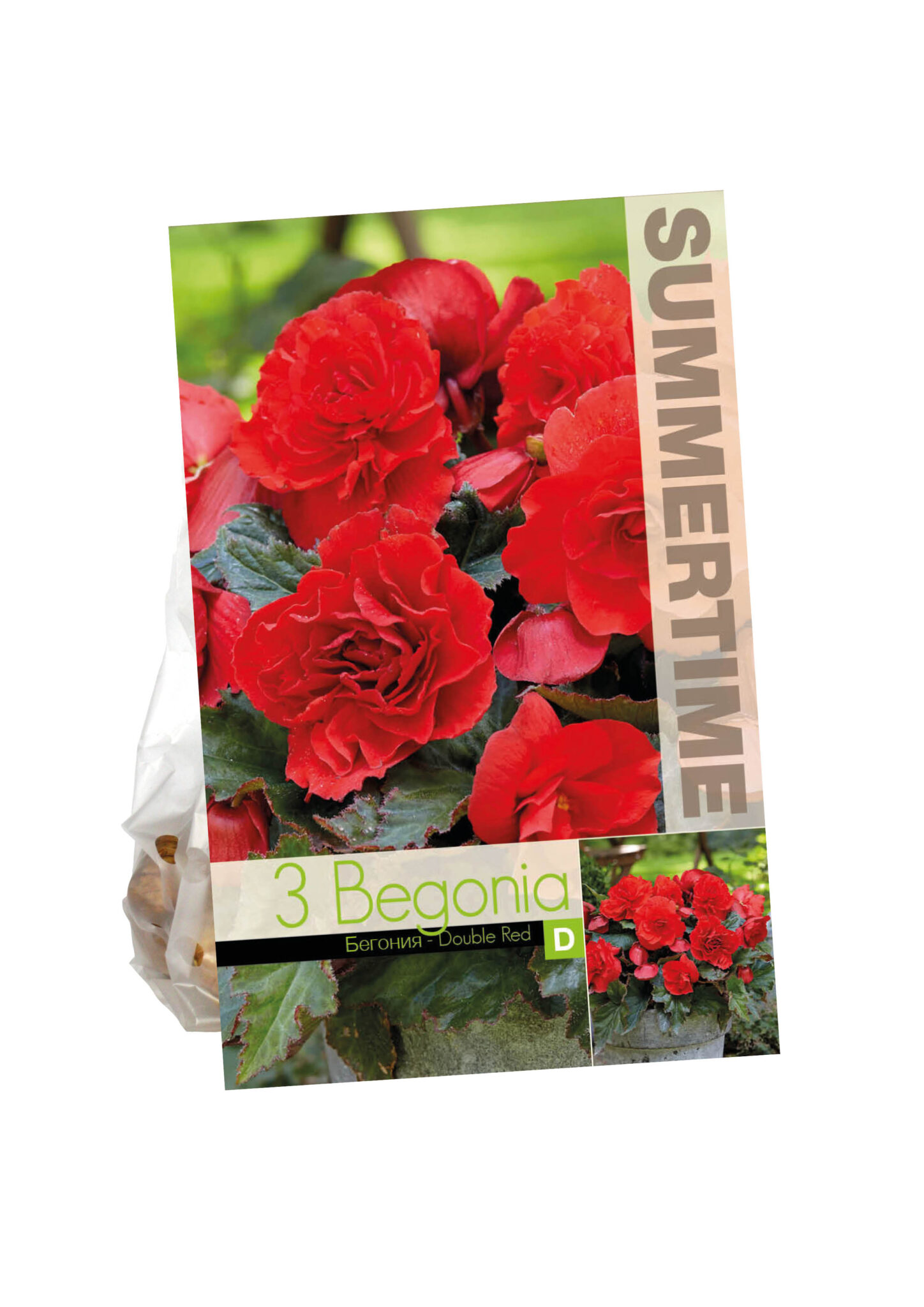 Begonia Double Red