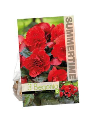 Begonia Double Red