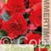 Begonia Double Red - RB