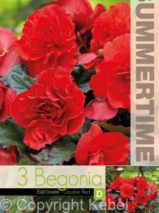Begonia Double Red