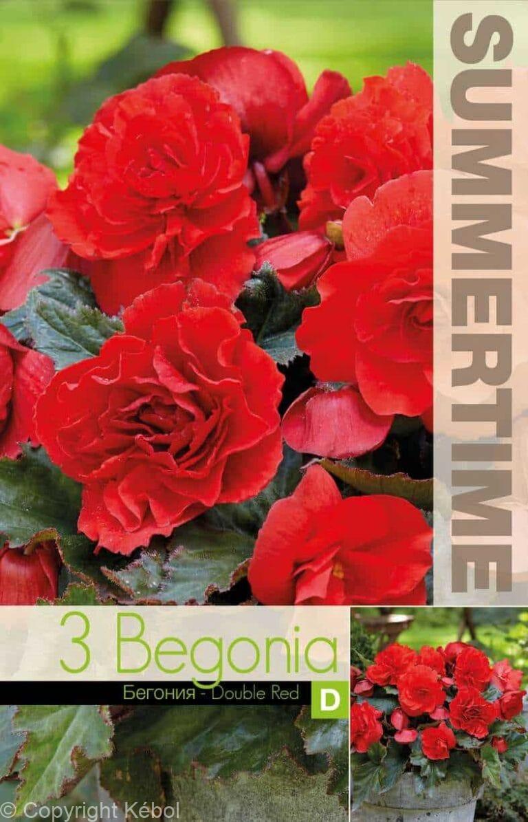 Begonia Double Red - RB