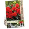 Begonia Fimbriata Red