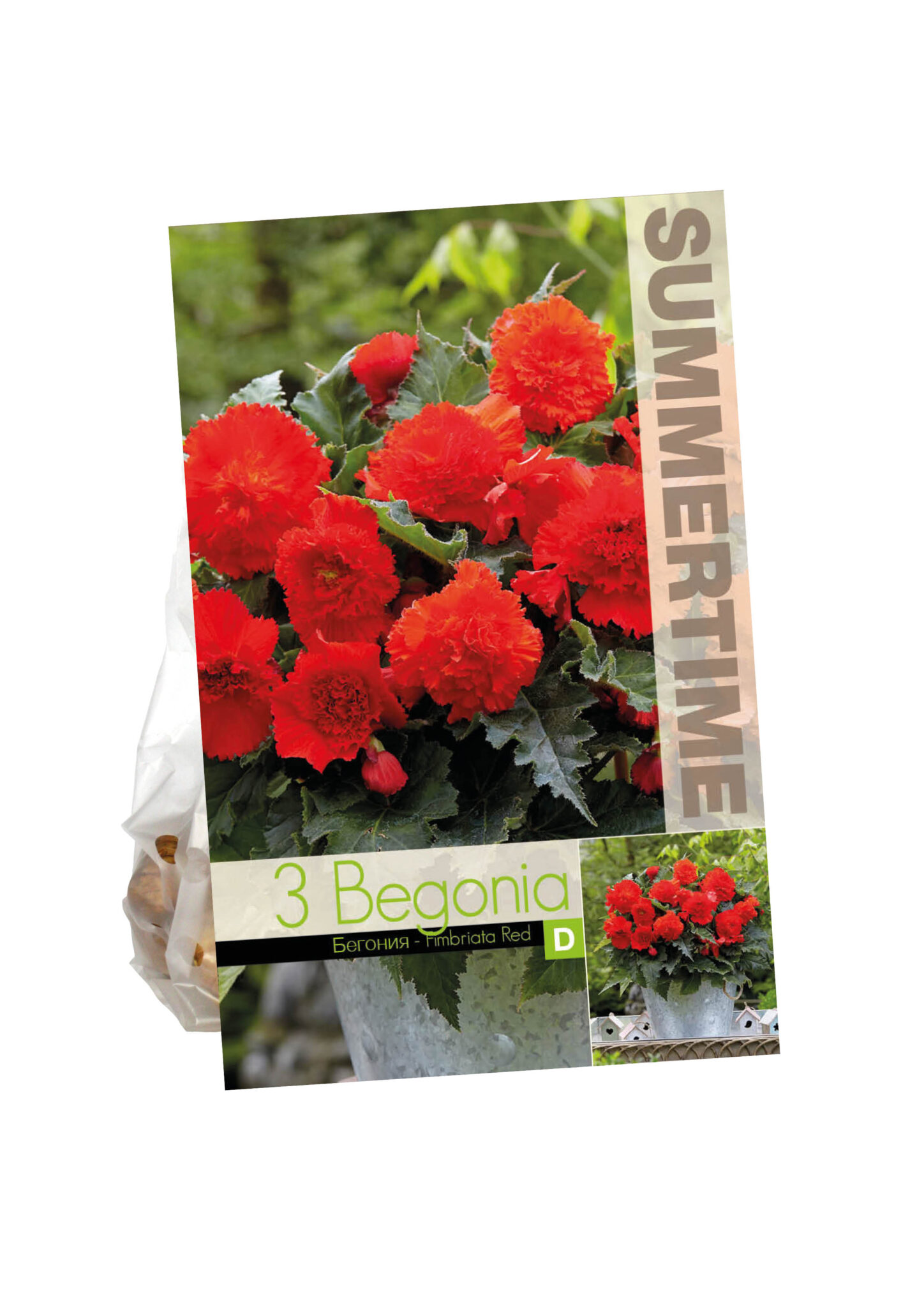 Begonia Fimbriata Red