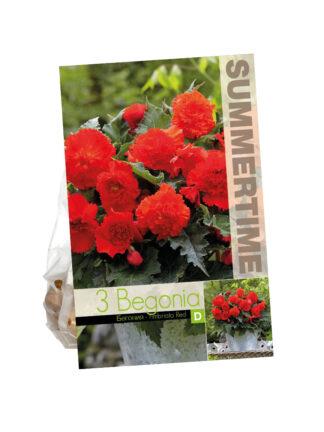 Begonia Fimbriata Red