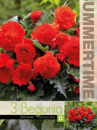 Begonia Fimbriata Red