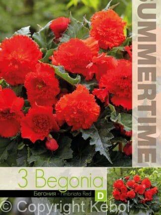 Begonia Fimbriata Red