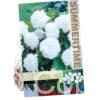 Begonia Fimbriata White