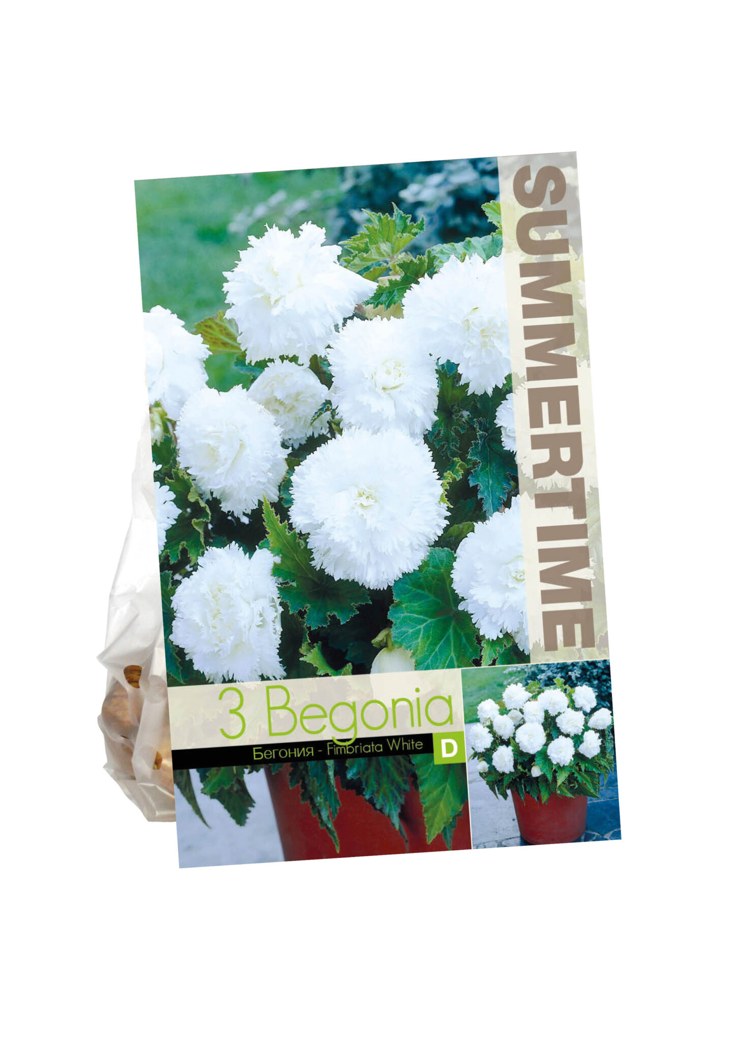 Begonia Fimbriata White
