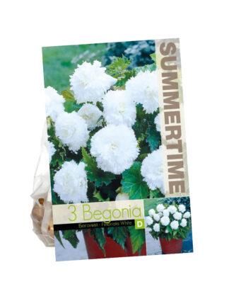 Begonia Fimbriata White