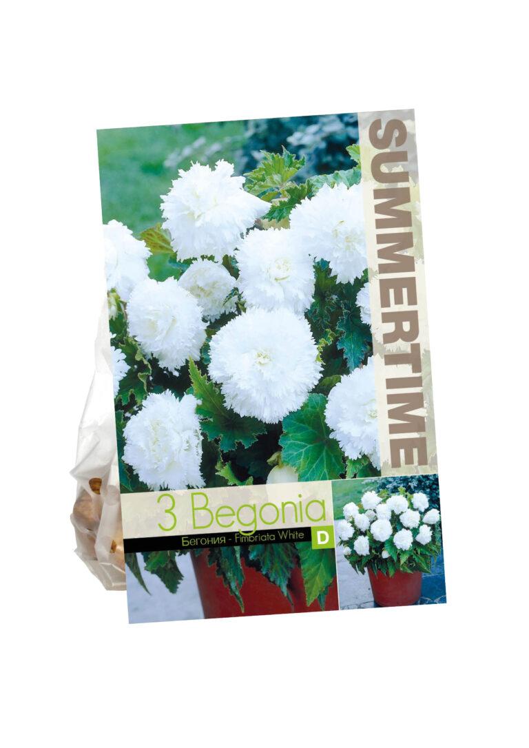 Begonia Fimbriata White