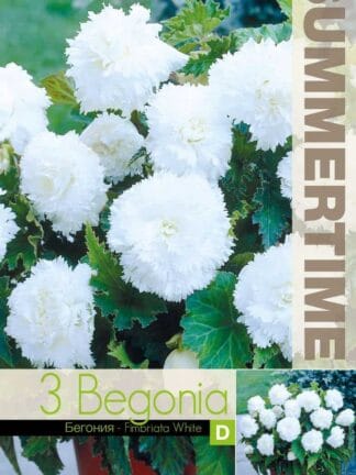 Begonia Fimbriata White