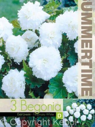 Begonia Fimbriata White