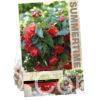 Begonia Illumination Pink
