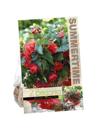 Begonia Illumination Pink
