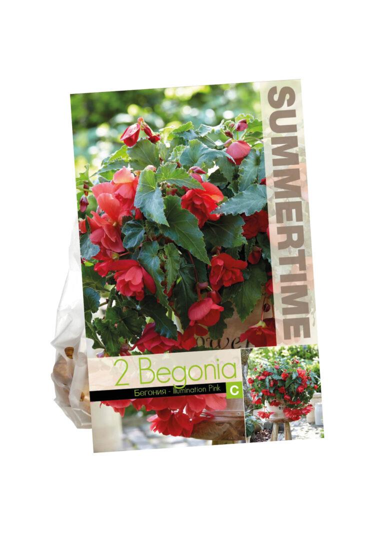 Begonia Illumination Pink