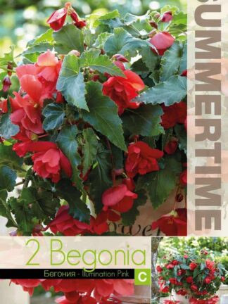 Begonia Illumination Pink