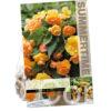 Begonia Illumination Apricot
