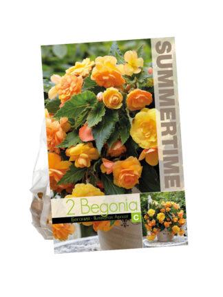 Begonia Illumination Apricot