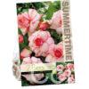 Begonia Picotee White-Red