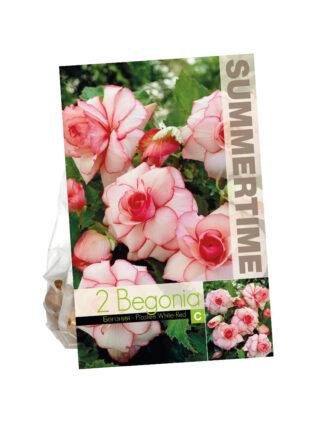 Begonia Picotee White-Red