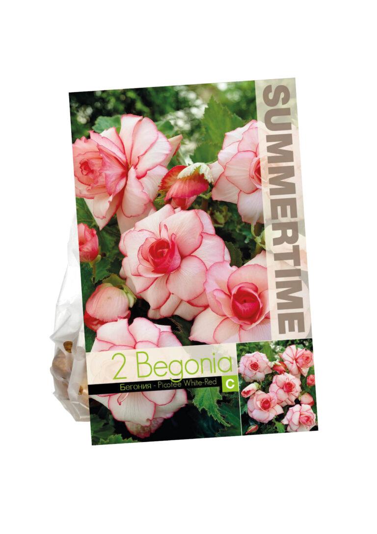 Begonia Picotee White-Red