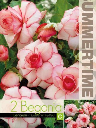 Begonia Picotee White-Red