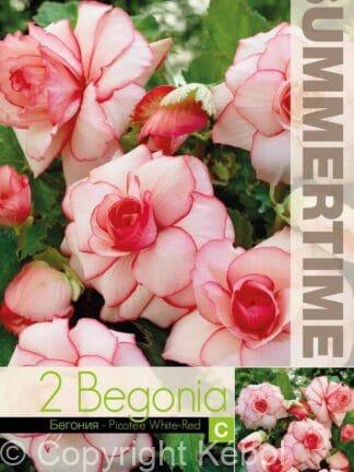 Begonia Picotee White-Red