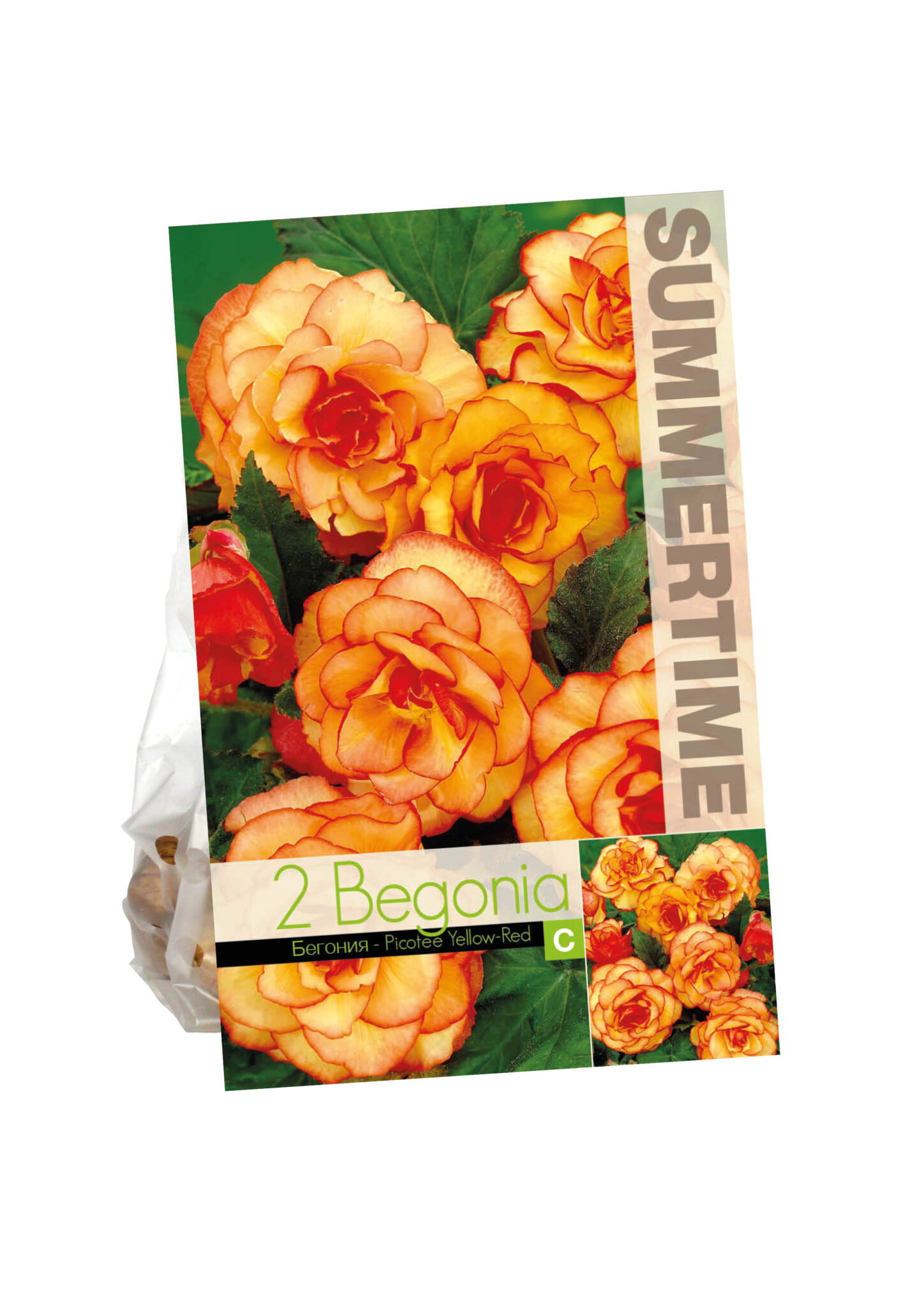 Begonia Picotee Yellow-Red