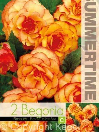 Begonia Picotee Yellow-Red