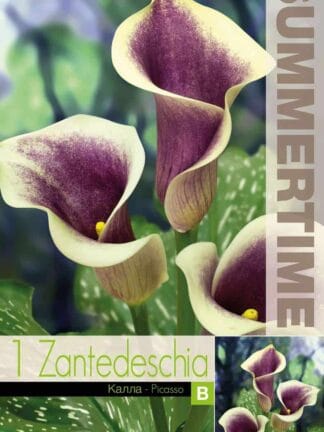 Zantedeschia Picasso