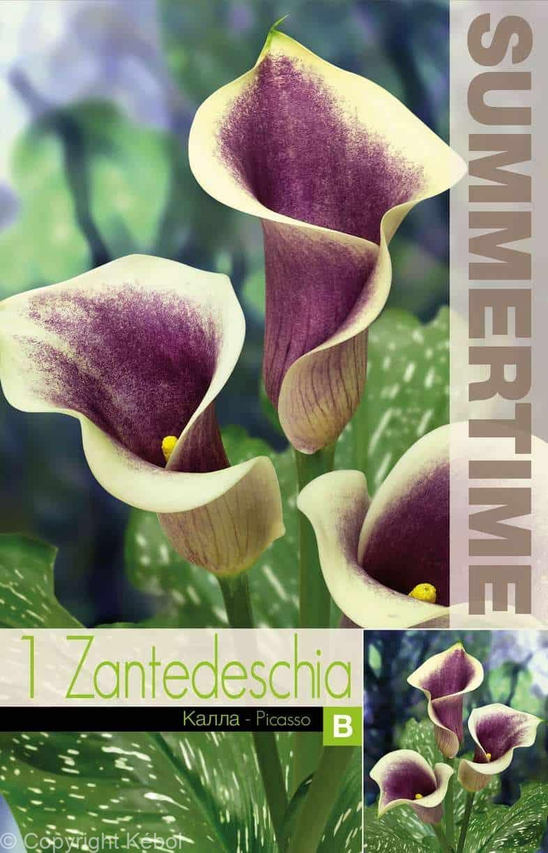 Zantedeschia Picasso