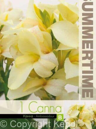 Canna Ambassadour