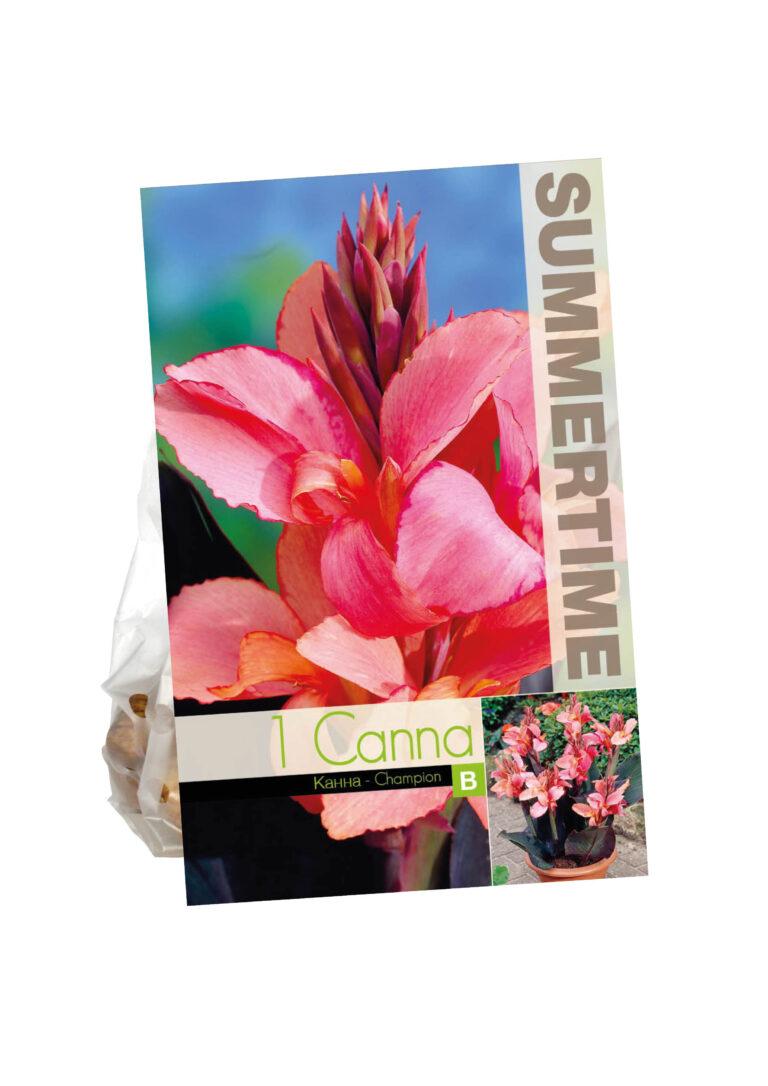 Canna Champion