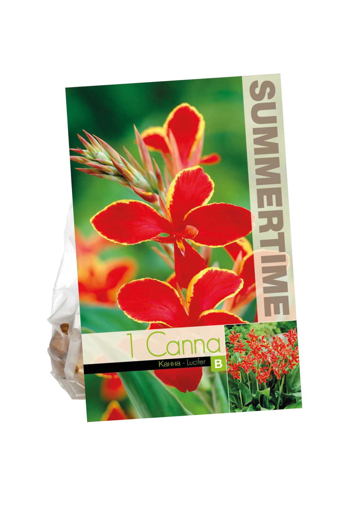Canna Lucifer