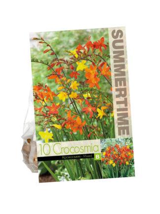 Crocosmia Bigflowering