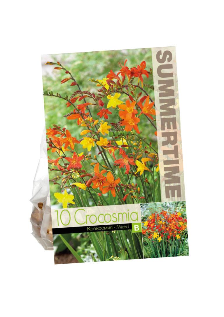 Crocosmia Bigflowering