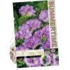 Freesia Double Purple