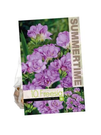 Freesia Double Purple