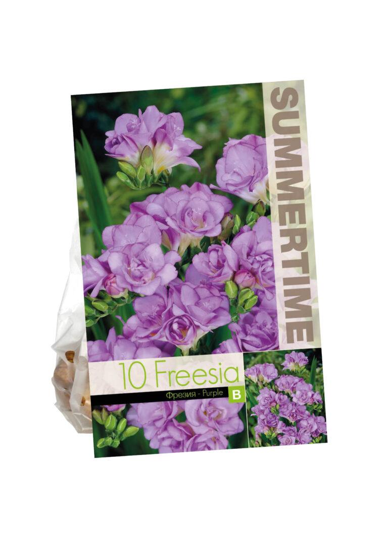 Freesia Double Purple