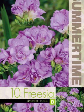 Freesia Double Purple