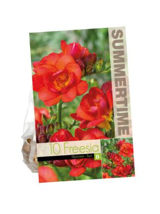 Freesia Double Red