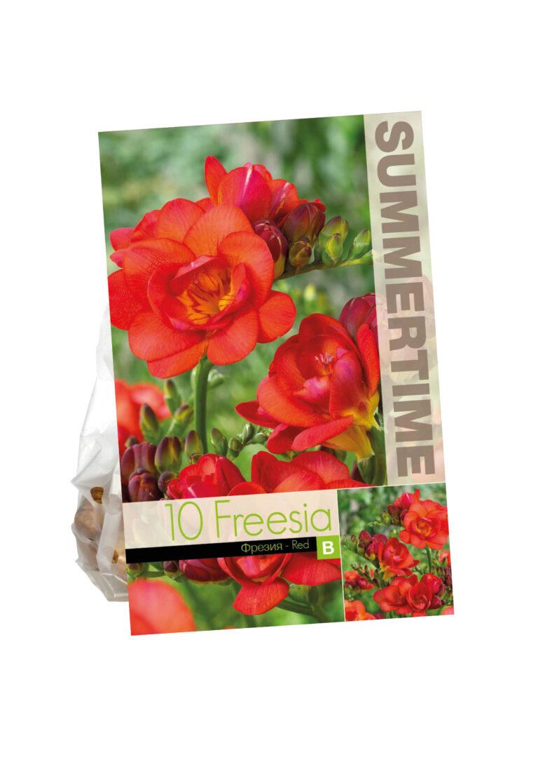 Freesia Double Red