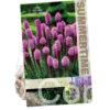 Liatris Spicata