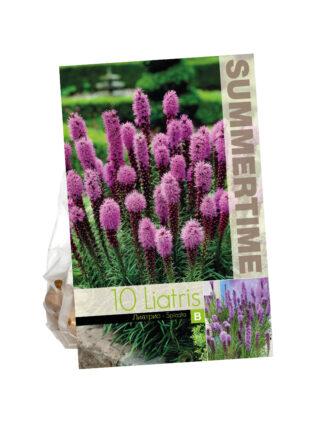 Liatris Spicata