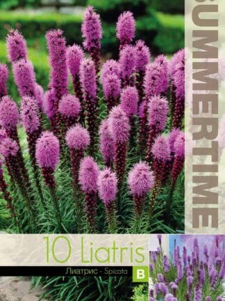 Liatris Spicata