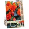 Begonia Double Orange