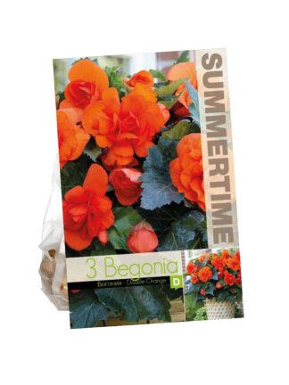 Begonia Double Orange