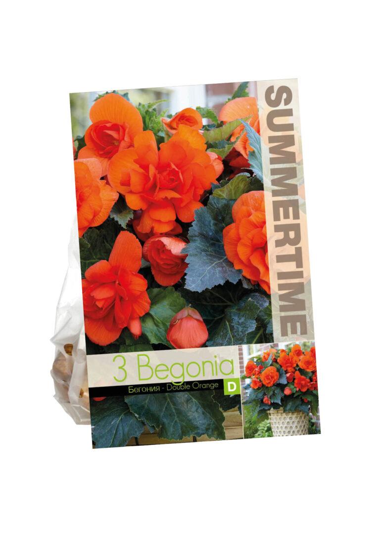 Begonia Double Orange