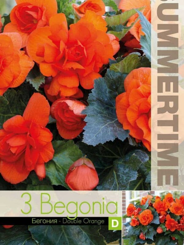 Begonia Double Orange